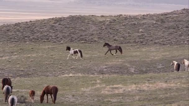 Panorera Vilda Hästar Sakta Kör Fjärran — Stockvideo