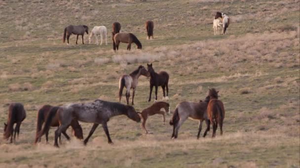 Vista Ampliada Cavalos Selvagens Correndo Chutando Através Paisagem — Vídeo de Stock