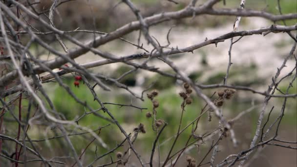 Vue Rack Des Branches Arbres Eau Qui Coule Sur Herbe — Video