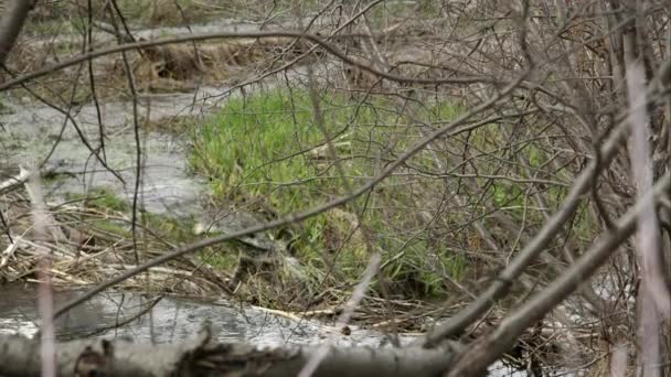 View Sticks Green Grass Water Flowing Stream — Stock Video