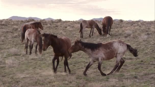 Vilda Hästar Spela Och Slåss Med Varandra Som Nypa Varandra — Stockvideo