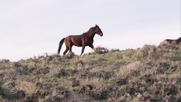 Panning Weergave Van Wilde Paarden Langzaam Loopt Langs Top Van — Stockvideo