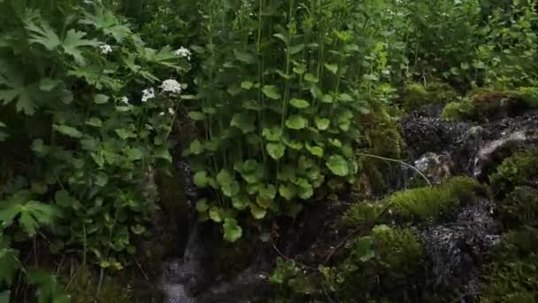 Walking View Pannen Stream Omgeven Door Groene Planten Een Bos — Stockvideo