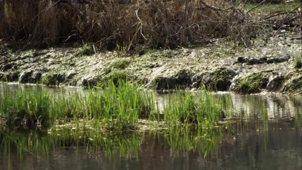 Water Flowing Pond Post Winter Landscape Green Grass — Stock Video
