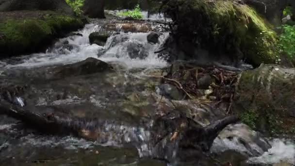 Prohlédněte Pěší Potok Zelenými Mechem Břehy Utahu — Stock video