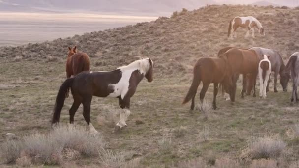 Divoký Kůň Narazí Když Chodí Stádu — Stock video
