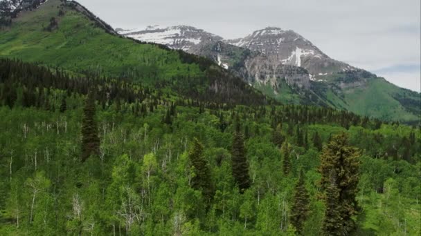 Utah Dağ Üstüne Doğru Apsen Çam Ağaçlarının Yeşil Orman Üzerinde — Stok video