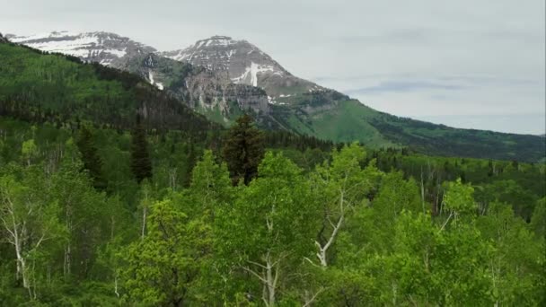 Amerikan Çatal Kanyon Utah Dağa Doğru Ormanda Ağaç Tops Üzerinde — Stok video