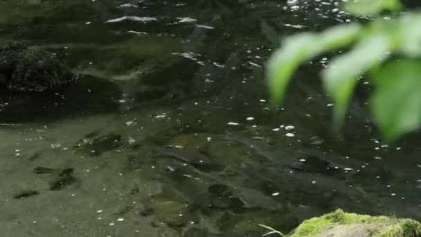 在阿拉斯加一条浅河中游泳的鳟鱼的缩放视野 — 图库视频影像