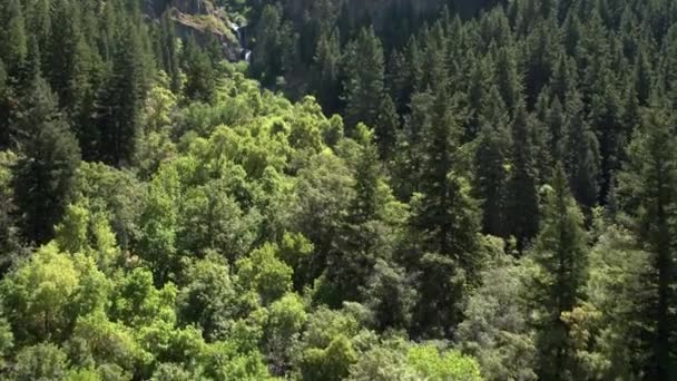 Flug Über Grünen Wald Richtung Wasserfall Schlucht — Stockvideo