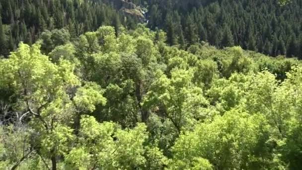 Şelale Doğru Rüzgar Yeşil Orman Üzerinde Uçan — Stok video