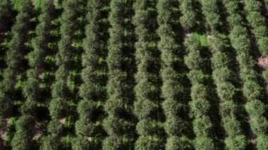 Bir drone aşağı bakarken meyve bahçesi üzerinde yükselen.