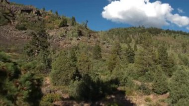 Çam ağacının yanından ve kayalık tepe boyunca bir ormanın üzerinden uçmak.