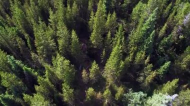 Montana'da ağaçlara bakarak kalın ormanın üzerinde uçmak.