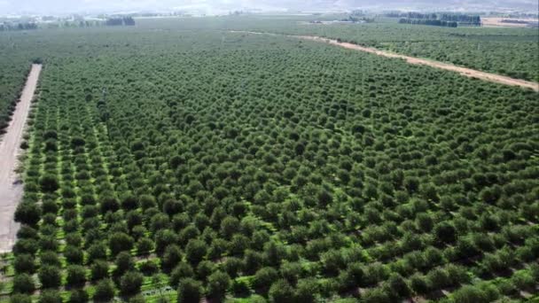 Voler Reculons Sur Des Rangées Arbres Dans Verger Fruitier — Video