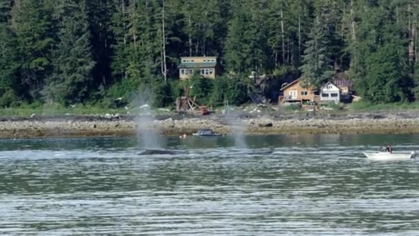 Ballenas Nadando Rociando Agua Largo Una Costa Alaska — Vídeo de stock