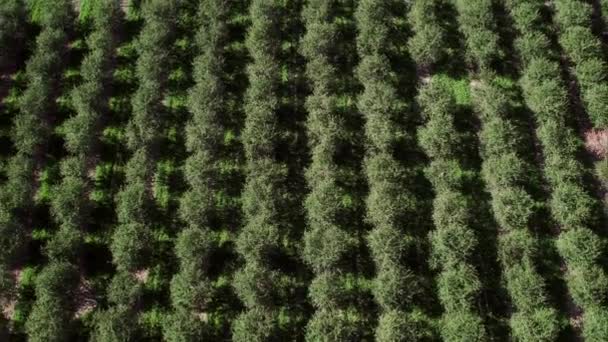 Hoch Über Obstgarten Während Man Von Einer Drohne Herabblickt — Stockvideo