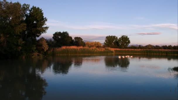 Survoler l'étang alors que les pélicans nagent au coucher du soleil 