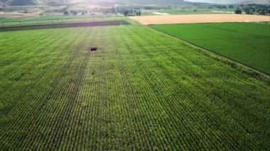 Yukarıdan tarım arazileri görüntüleme alanları üzerinde uçan.