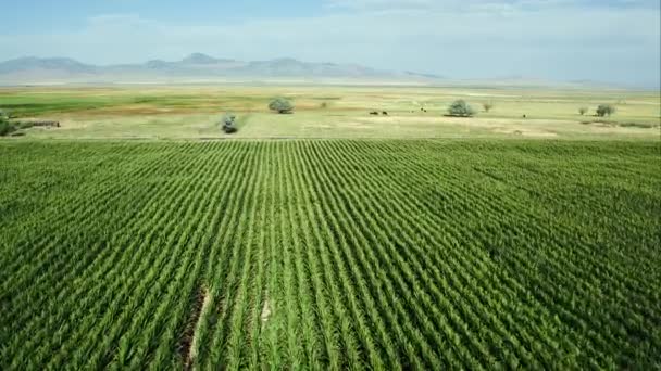 在犹他州的玉米地上空飞行到牛牧场 — 图库视频影像