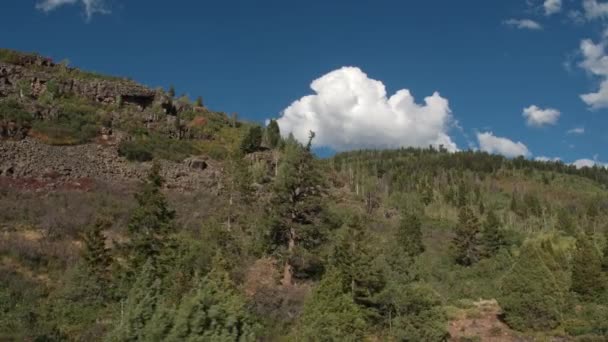 Vista Panorámica Través Del Bosque Desde Dron — Vídeos de Stock