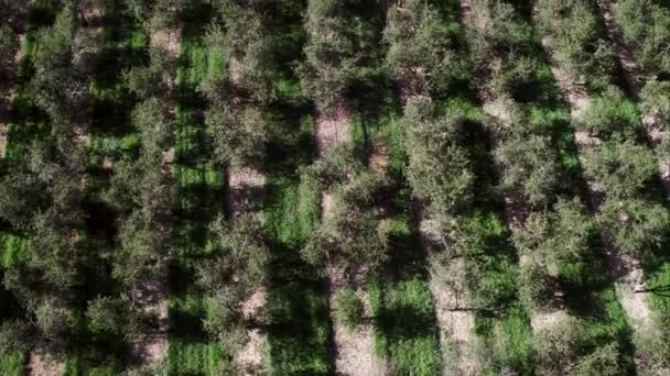 Yavaşça Meyve Bahçesi Üzerinde Uçan Ağaç Üstleri Aşağı Bakarak Toprak — Stok video