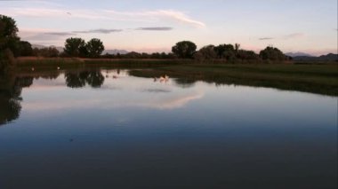 Pelikanlar gün batımında yüzerek gölet üzerinde uçan