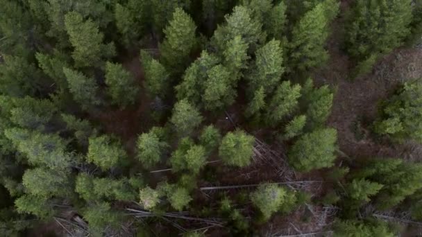 Pomalu Létáním Nad Vrcholky Stromů Dítajícími Dolů Kolem Řeky — Stock video