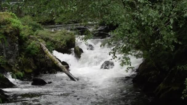 Vista Través Los Árboles Agua Cascada Por Río Alaska — Vídeos de Stock
