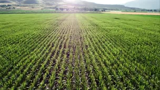 Survoler Champ Maïs Sur Les Rangs Ferme — Video