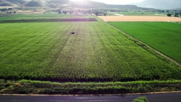 ユタ州のトウモロコシ畑沿いの道路の隣の左側に飛ぶ — ストック動画