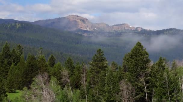 Vliegen Naar Naaldbomen Bergen Met Lage Wolken — Stockvideo