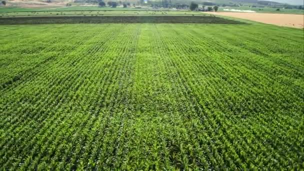 Flying Farmers Fields Hay Corn Utah — Stock Video