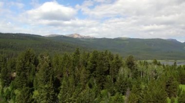 Gölün yanındaki yeşil ormanda ağaçların üzerinde uçmak.