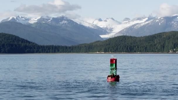 Alaska Daki Karlı Dağların Manzarasını Seyreden Deniz Aslanları Ile Okyanusta — Stok video