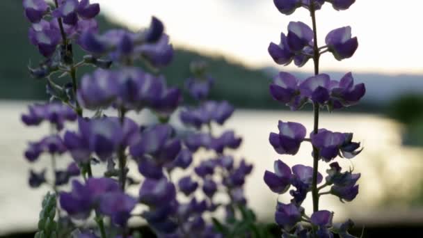 Μακρο Όψη Των Λουλουδιών Λούπινο Λίμνη Στο Παρασκήνιο — Αρχείο Βίντεο