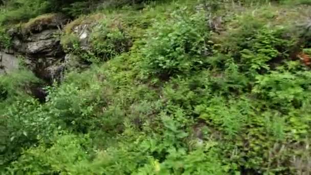 Vista Panorámica Plantas Verdes Rocas Lado Una Carretera Alaska — Vídeo de stock