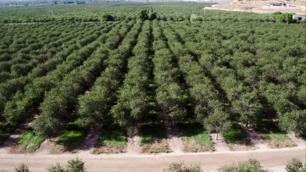 Baumreihen Obstgarten Fliegen Von Oben Herunter — Stockvideo
