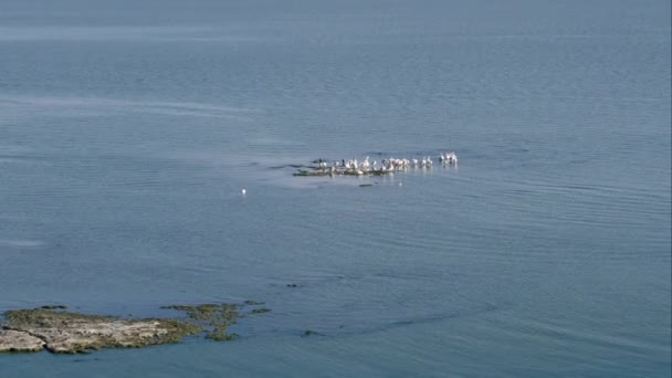 Survoler Groupe Pélicans Dans Lac Debout Eau Peu Profonde — Video