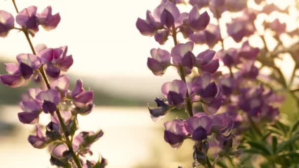 Vista Cerca Las Flores Altramuz Amanecer — Vídeos de Stock