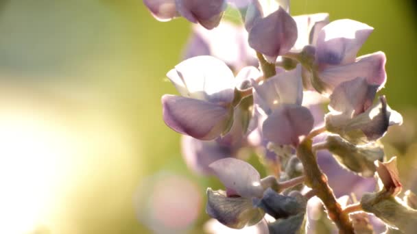 モンタナ州のルピナスの花のマクロ — ストック動画