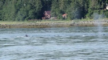Yüzme ve püskürtme balinalar Alaska kıyı boyunca sağa doğru su.