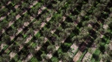 Çapraz bir görünümle yukarıda uçarken meyve bahçesine bakmak.