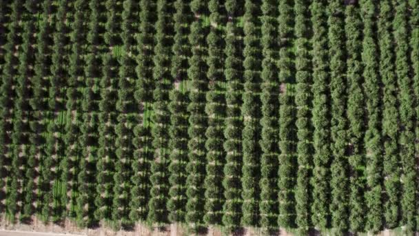 Voler lentement haut au-dessus du verger en passant chemin de terre .