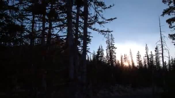 Vista Panorâmica Sol Através Árvores Floresta Pôr Sol — Vídeo de Stock