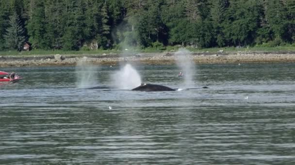 Walvissen Zwemmen Spuiten Van Water Rechts Langs Een Kustlijn Alaska — Stockvideo