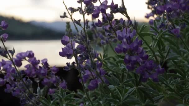 Close View Purple Flowers Dawn — Stock Video