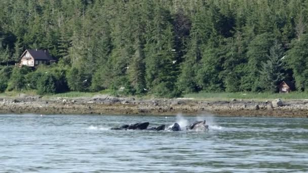 Walvissen Zwemmen Spuiten Van Water Rechts Langs Een Kustlijn Alaska — Stockvideo