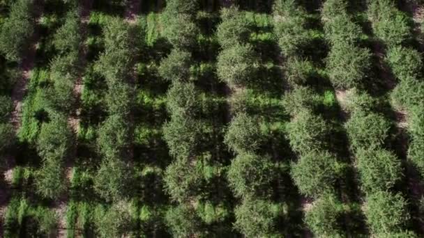 Yavaşça Meyve Bahçesiüzerinde Uçan Ağacın Üstleri Aşağı Bakarak — Stok video