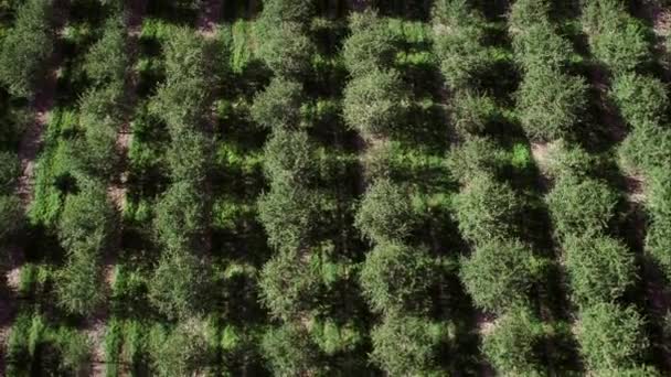 Langsam Fliegt Über Den Obstgarten Und Blickt Auf Die Baumkronen — Stockvideo